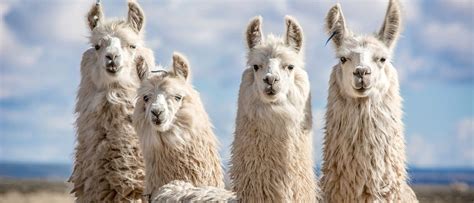 10 Notable Facts About Llamas A Z Animals