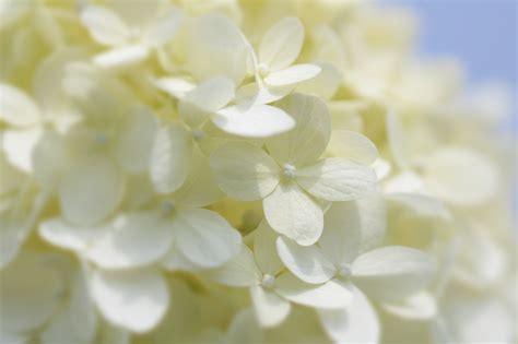 Blanco Hortensias Flores Foto Gratis En Pixabay Pixabay