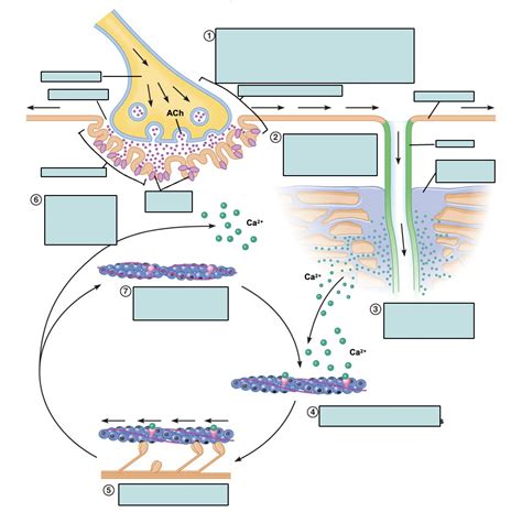 Physiology Ch Events In Excitation Contraction Coupling Diagram