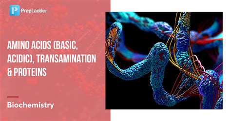 Amino Acids Basic Acidic Transamination Proteins