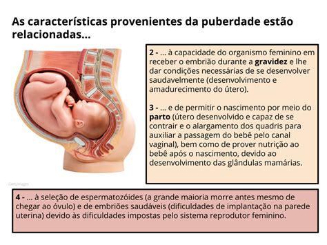 Plano De Aula O Ano O Que Acontece Ap S O Encontro Dos Gametas