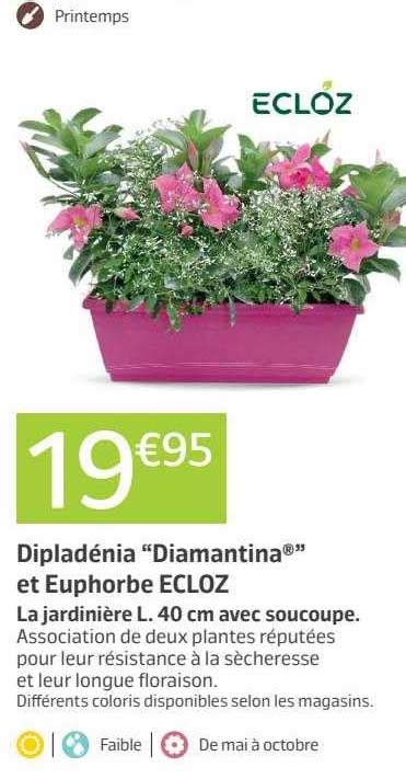 Promo Dipladénia diamantina Et Euphorbe Ecloz chez Jardiland