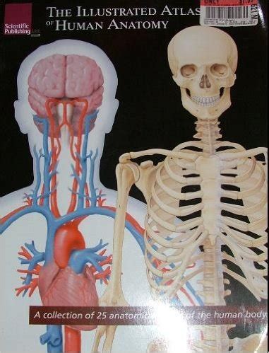 The Illustrated Atlas Of Human Anatomy A Collection Of Anatomical