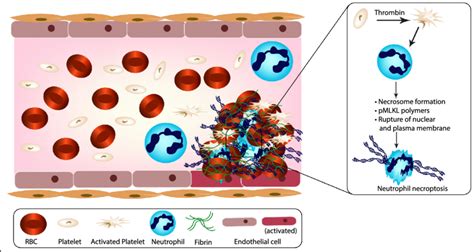 Schema Of Activated Platelet Induced Neutrophil Necroptosis In Dvt