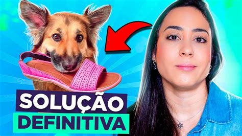 Cachorro Que Come Chinelos Sapatos Dicas Infal Veis Youtube