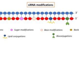 siRNA modifications used for cancer treatment. | Download Scientific ...