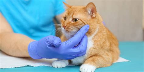 Sebaceous Cysts In Cats Causes Symptoms And Treatment