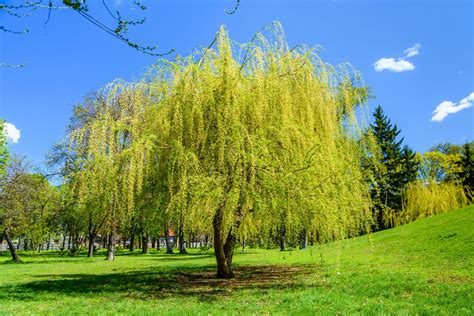 Willow Tree Spiritual Meaning And Symbolism