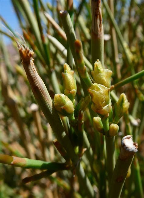 Ephedra Alata Subsp Alenda Plant Biodiversity Of South Western Morocco