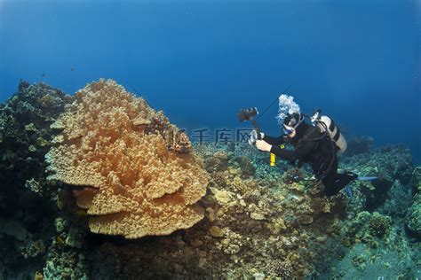 潜水员在夏威夷拍摄蘑菇珊瑚高清摄影大图 千库网