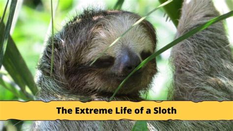 Upside Down Baby Sloth Image From The Web - Sloth Of The Day