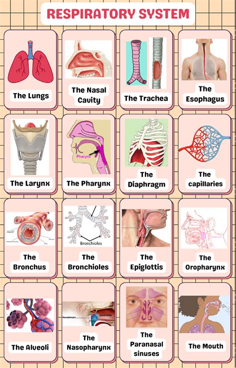 Respiratory System Loter A En Ingles Sobre El Aparato Respiratorio