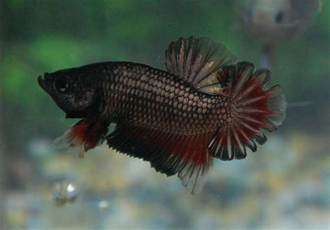 betta fish afira betta hmpk  jun