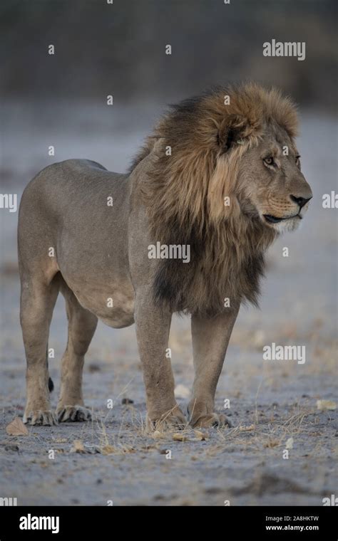 Male Lion Full View Hi Res Stock Photography And Images Alamy