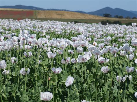 Queenslanders Front Hospitals With Poppy Seed Poisoning Symptoms The