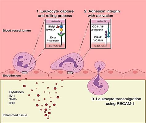 Leukocyte Adhesion And Migration Process Through Endothelial Cells