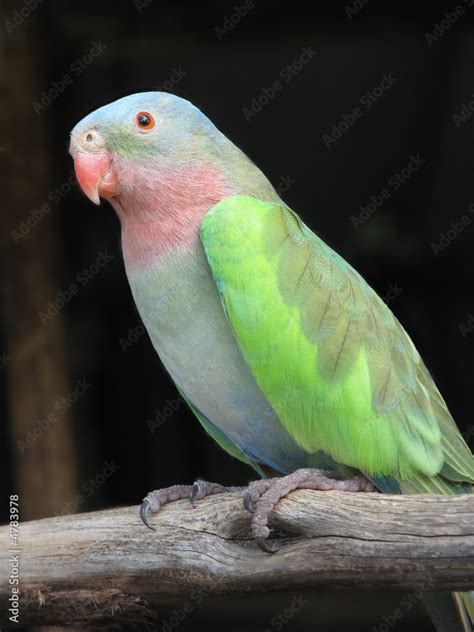 Princess Alexandra Parrot Stock Photo Adobe Stock