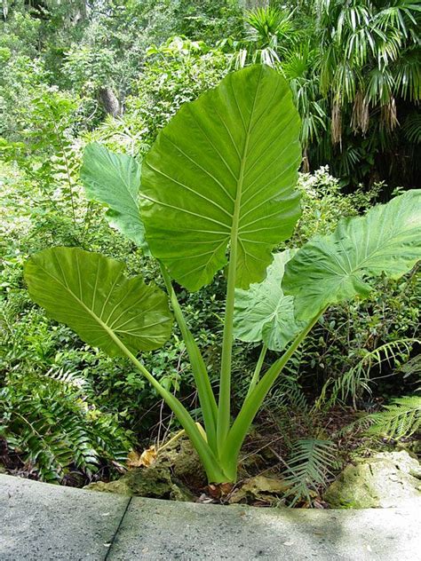 Alocasia Macrorrhiza Giant Elephant Ear Plant In 4 Pot Alocasia