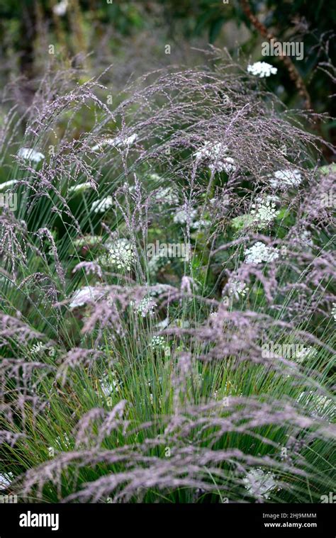 Miscanthus Sinensis Malepartusdaucus Carotaumbelliferfalse Queen