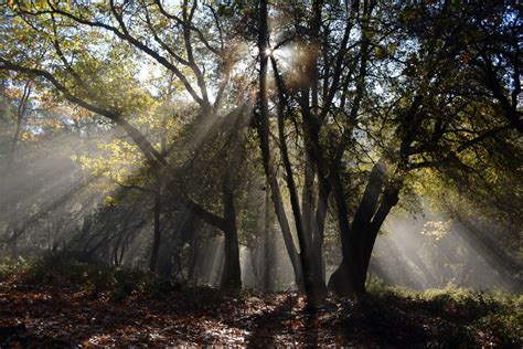 Fotos Gratis Rbol Naturaleza Bosque Al Aire Libre Desierto Rama