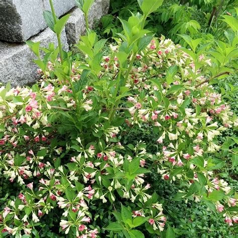 Weigelie Marjorie Weigela Florida Marjorie Zulauf Gartencenter