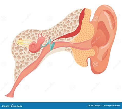 Anatomische Anatomische Structuur Van Het Menselijk Oor Concept