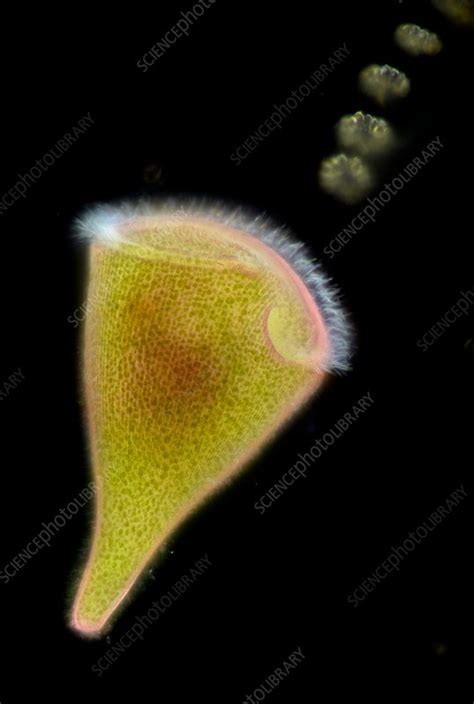 Stentor Protozoan Light Micrograph Stock Image C Science