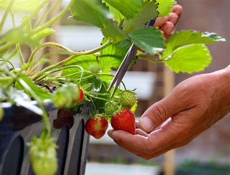 Growing Strawberries Indoors Tips And Enjoy The Sweet Taste