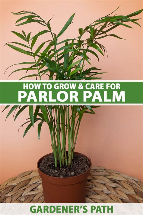 Indoor Palm Care