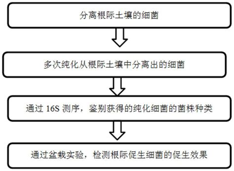 一种植物根际生长促生细菌的分离纯化方法及其应用