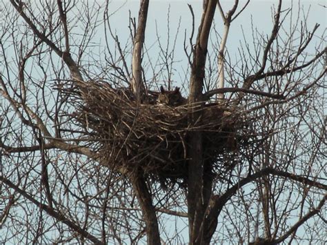 Great Horned Owl Nest