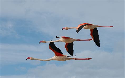 Majestic Flamingos In Flight Hd Wallpaper