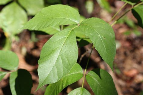 Identifying Poison Ivy — Mt Vernon