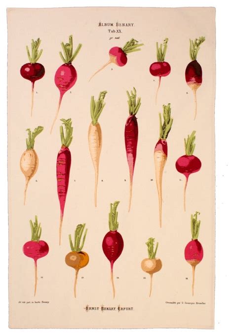 RHS Radishes Cotton Tea Towel Farmhouse Dish Towels By Ulster