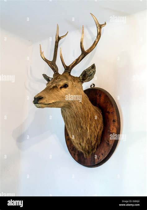 Deer Antlers Hanging On White Wall Stock Photo Alamy