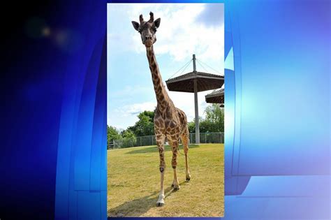 Twiga The Giraffe 25 Dies At Toronto Zoo