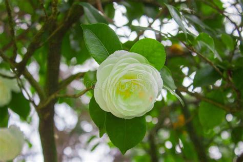 Flor Branca Do Japonica Da Cam Lia Conhecida Como A Cam Lia Japonesa