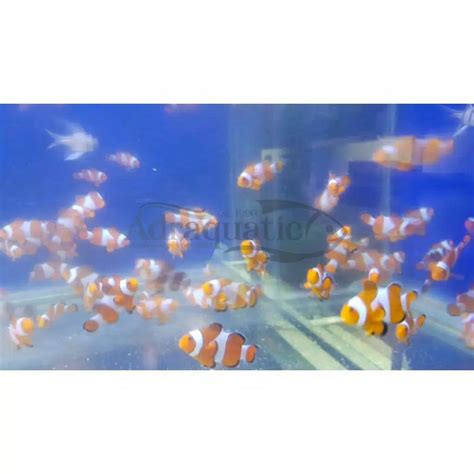 Jual IKAN AIR LAUT NEMO / IKAN BADUT (CLOWNFISH) | Shopee Indonesia