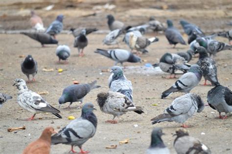 Premium Photo | Flock of pigeons