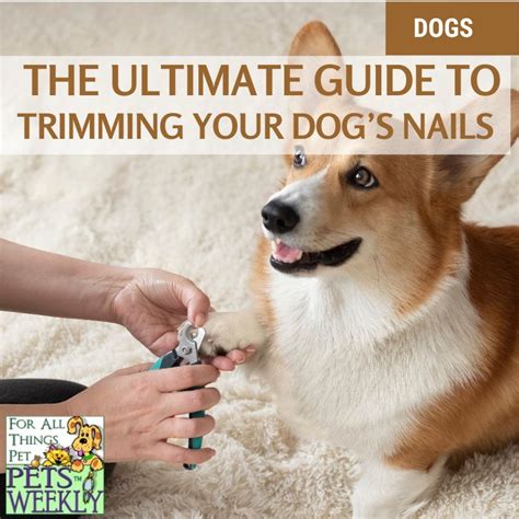 The Ultimate Guide To Trim Your Dogs Nails At Home