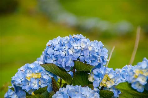 Las Hortensias Son Las Flores Típicas De Las Islas De Azores Foto De