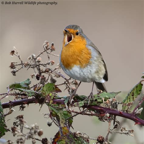 Singing Robin On Brambles Lunt Meadows Bob Hurrell Wildlife Flickr