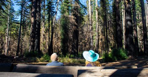 Best Redwoods In California California Pr Paper