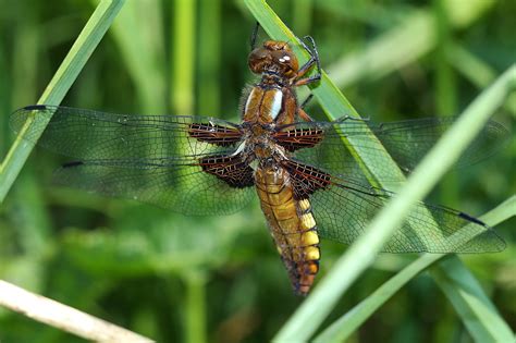 Libelle Insekt Makro Kostenloses Foto Auf Pixabay Pixabay