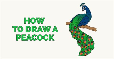 How To Draw An Easy Peacock Really Easy Drawing Tutorial Easy