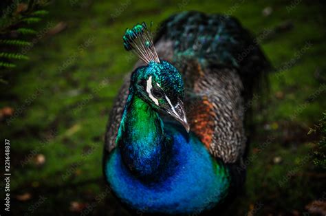 Peacock close up Stock Photo | Adobe Stock