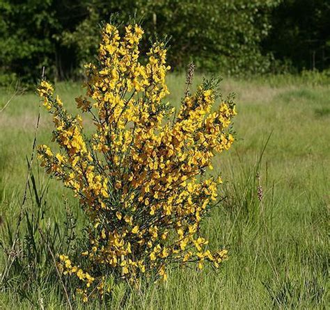 Cytisus scoparius (Common Broom, English Broom, Portuguese Broom ...