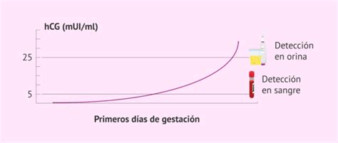 Cu Les Son Los Valores Normales De La Beta Hcg En El Embarazo