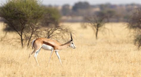 Springbok Antelope Antidorcas Marsupialis in it`s Natural Habi Stock ...