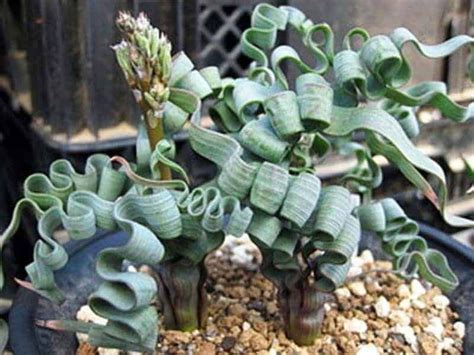 Trachyandra Plant Care Guide Succulents Plants Planting Succulents